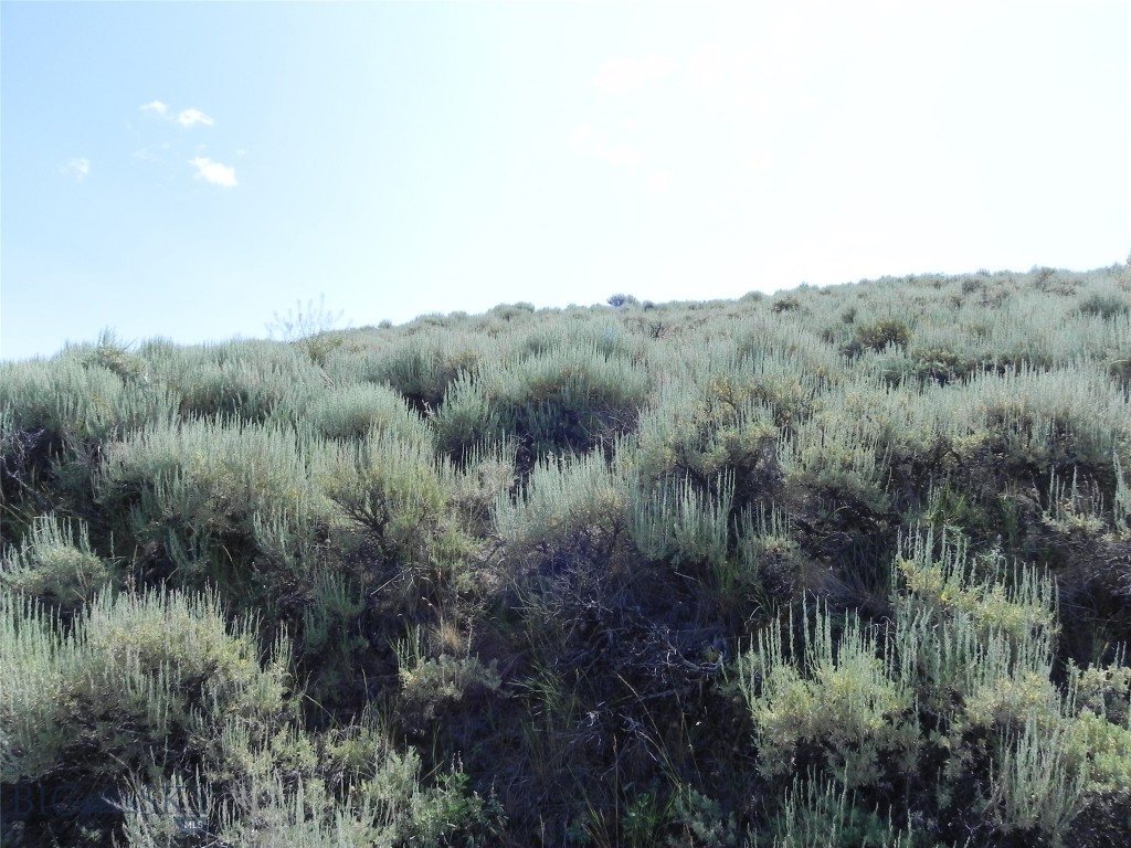 Ponderosa Pines - Land