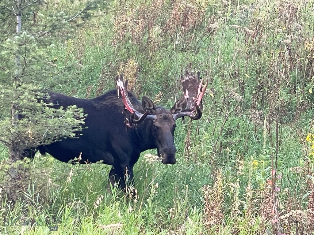 Mountain Brook - Residential