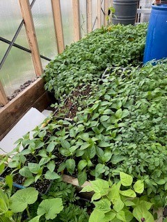 Armstrong Addition - Residential