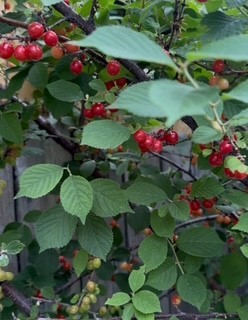 Armstrong Addition - Residential