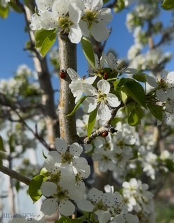 Armstrong Addition - Residential
