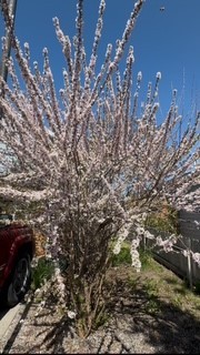 Armstrong Addition - Residential