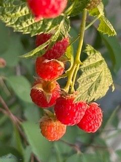 Armstrong Addition - Residential