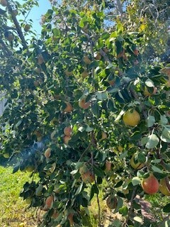 Armstrong Addition - Residential