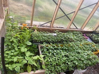 Armstrong Addition - Residential