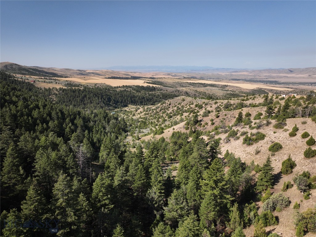 Ponderosa Pines - Land