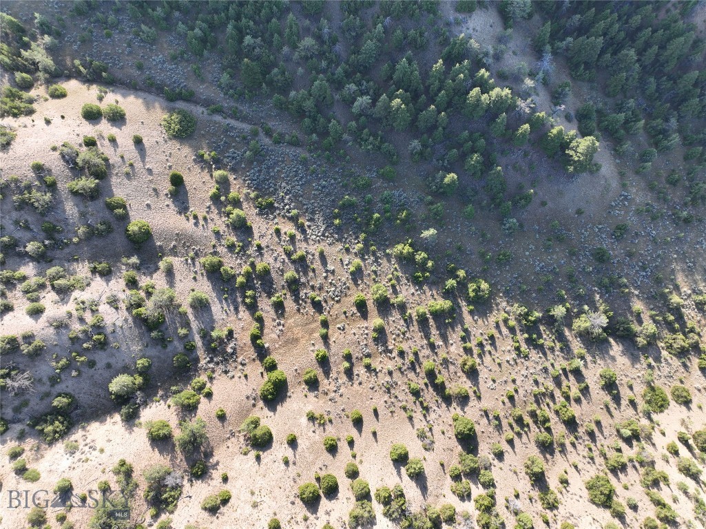 Ponderosa Pines - Land