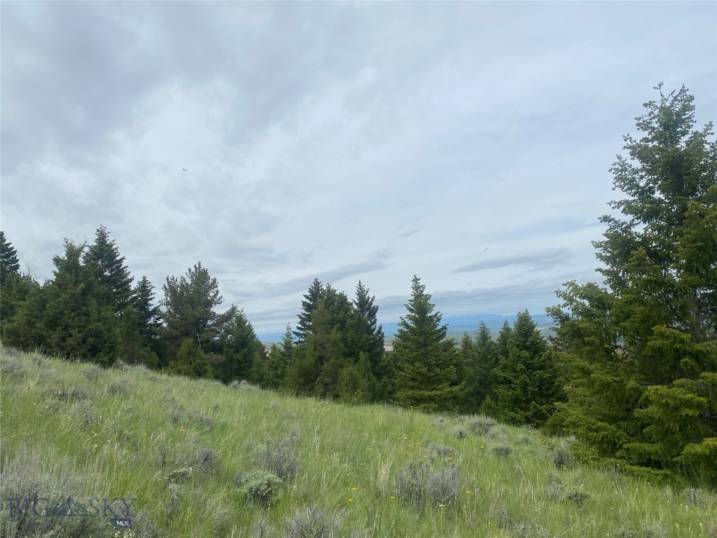 Ponderosa Pines - Land