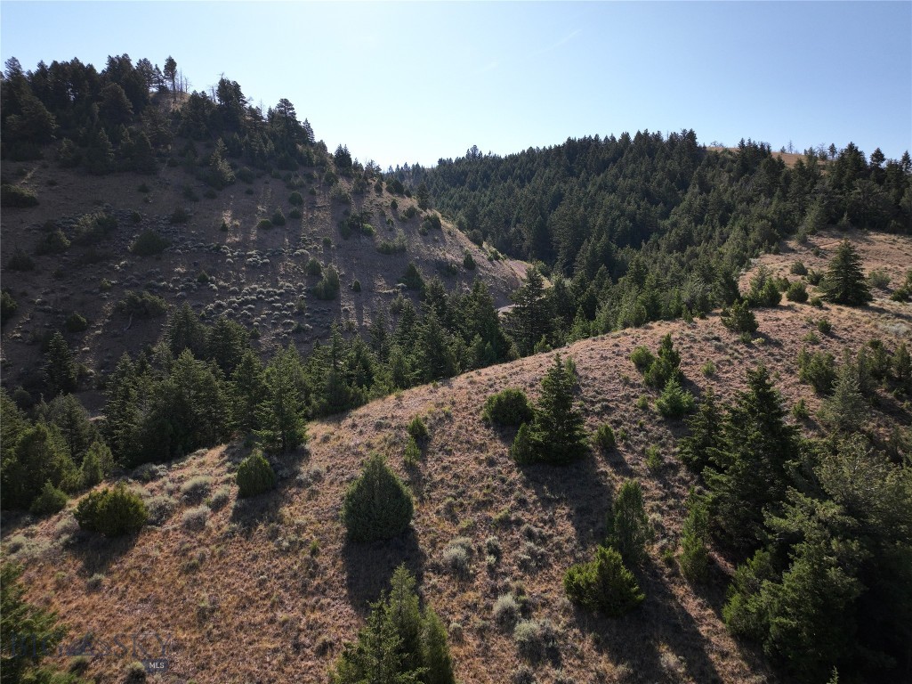 Ponderosa Pines - Land