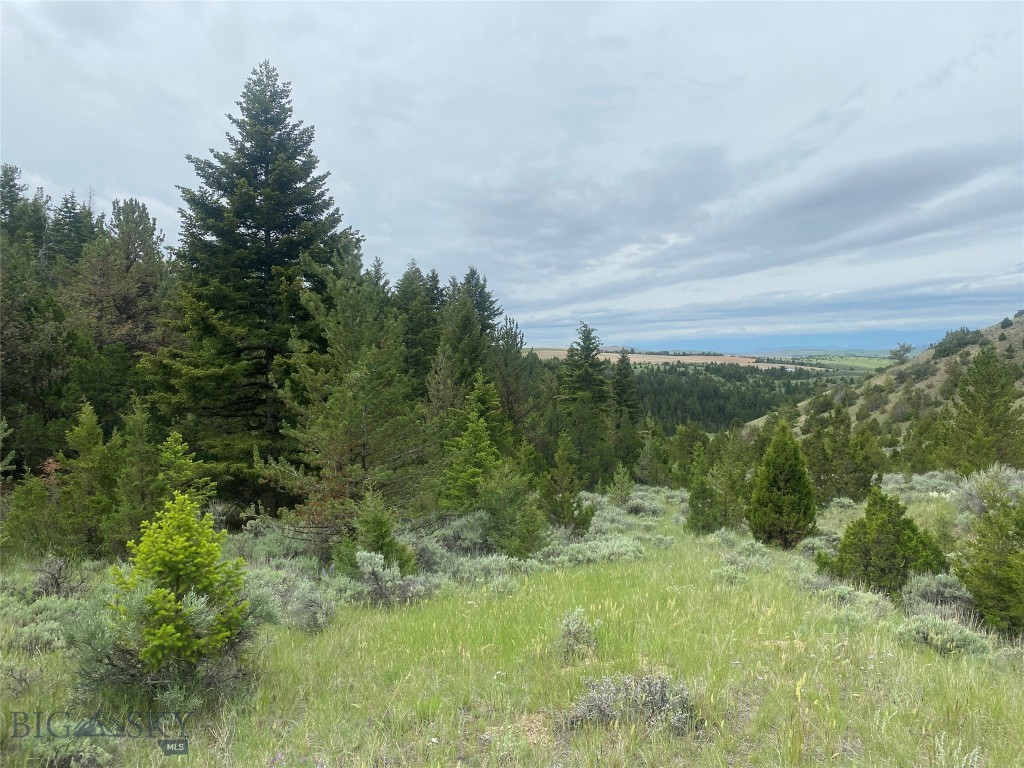 Ponderosa Pines - Land