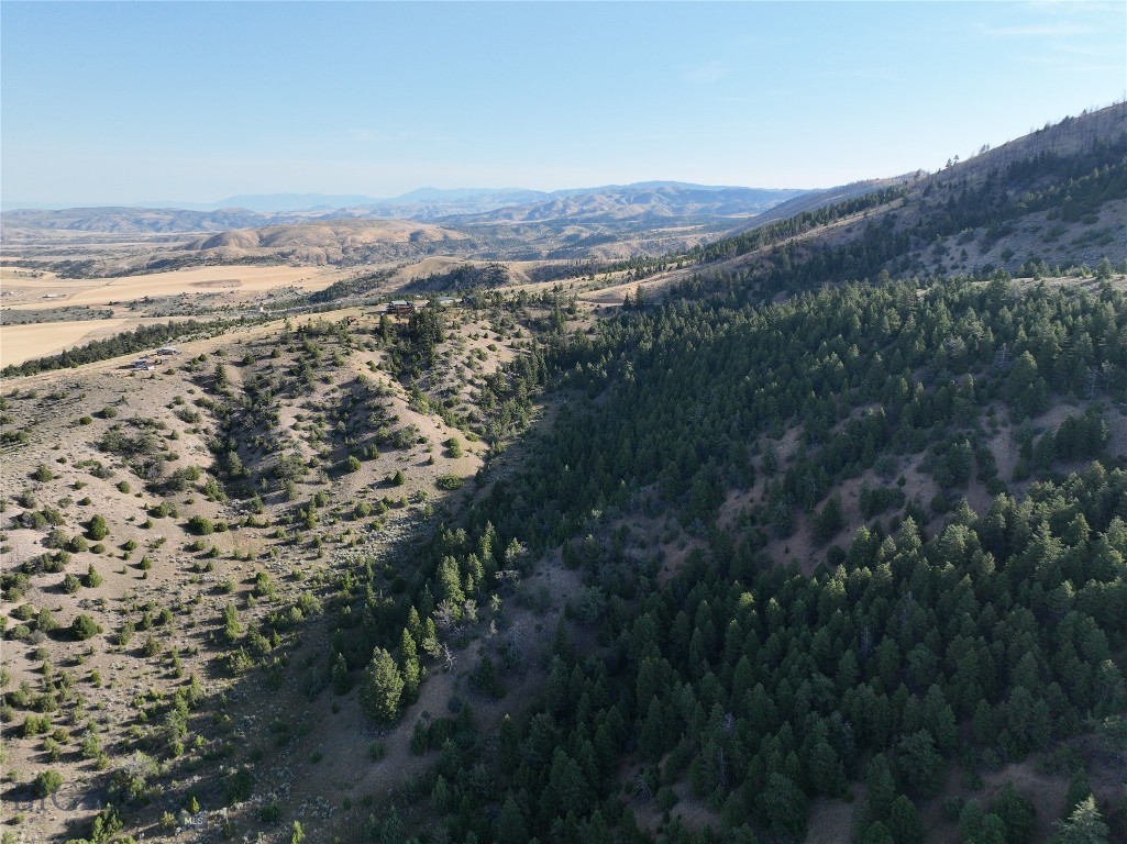 Ponderosa Pines - Land