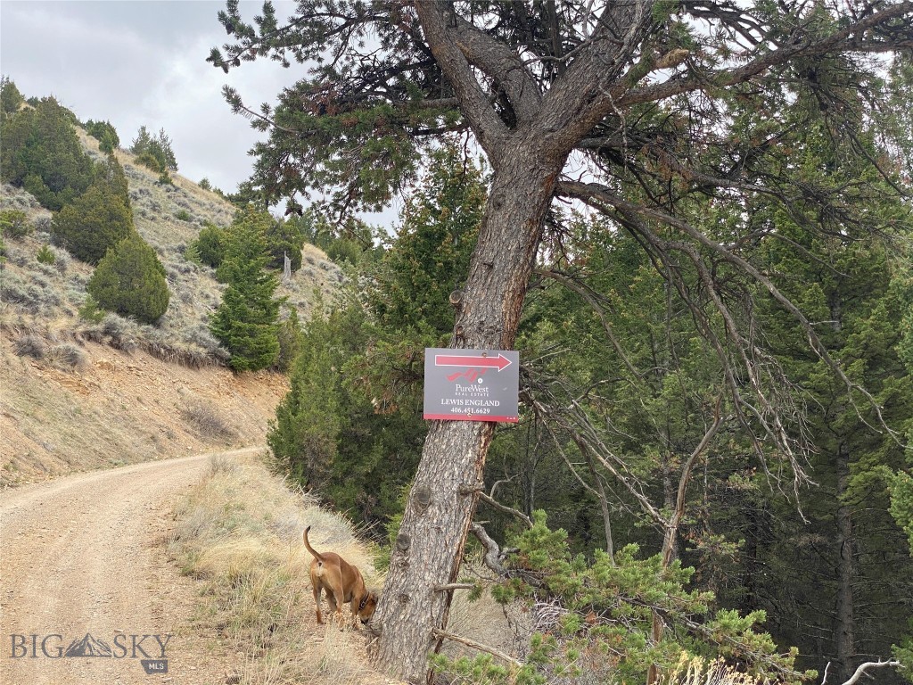 Ponderosa Pines - Land