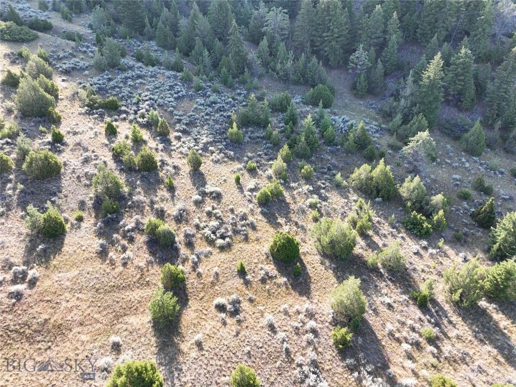 Ponderosa Pines - Land