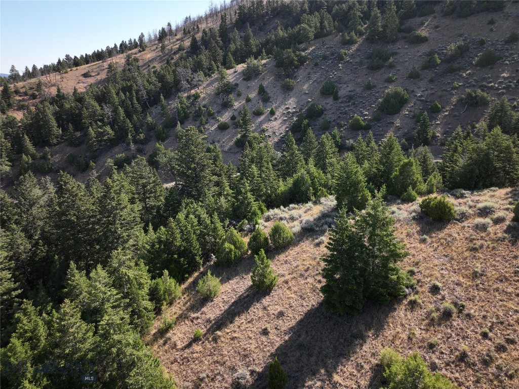 Ponderosa Pines - Land