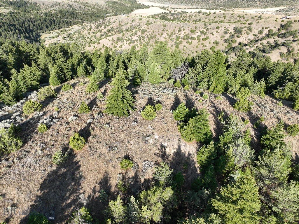 Ponderosa Pines - Land