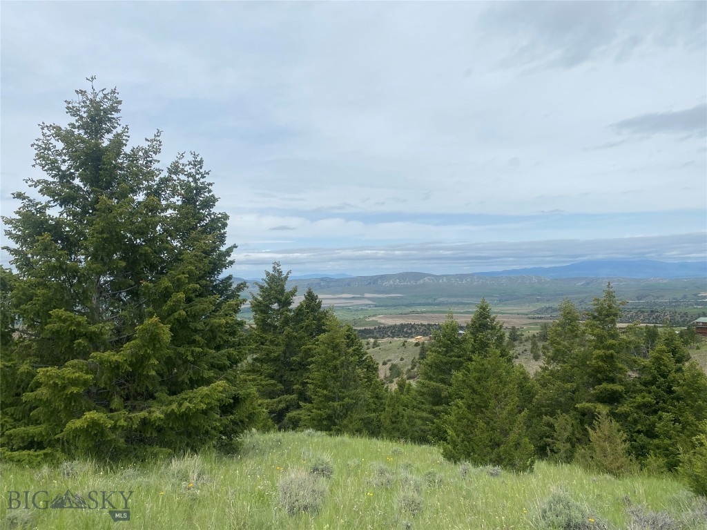 Ponderosa Pines - Land