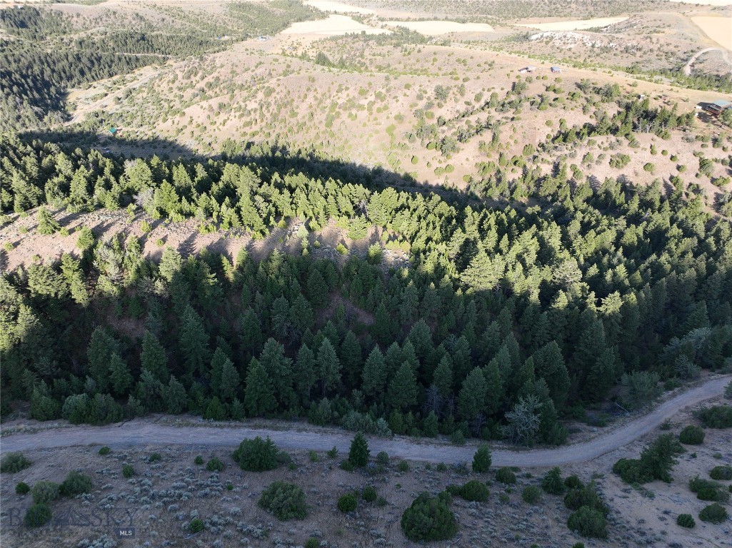 Ponderosa Pines - Land