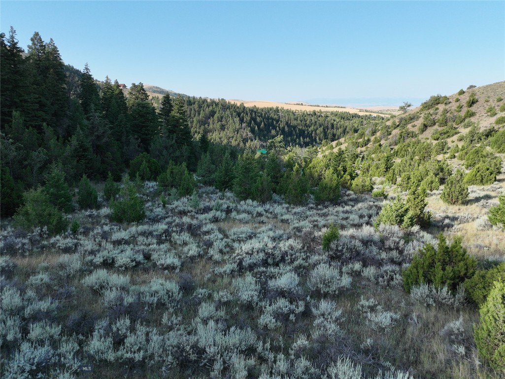 Ponderosa Pines - Land