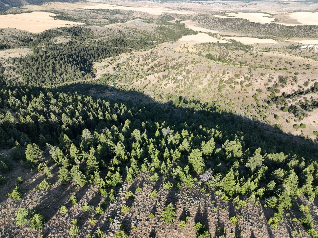 Ponderosa Pines - Land