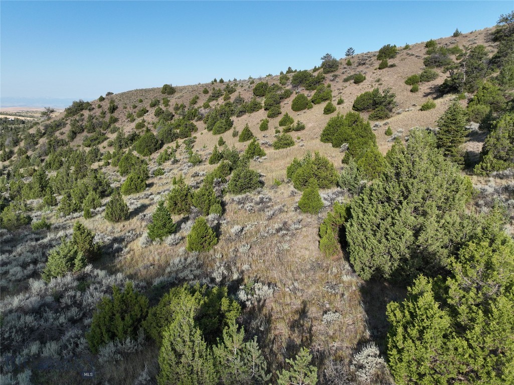 Ponderosa Pines - Land