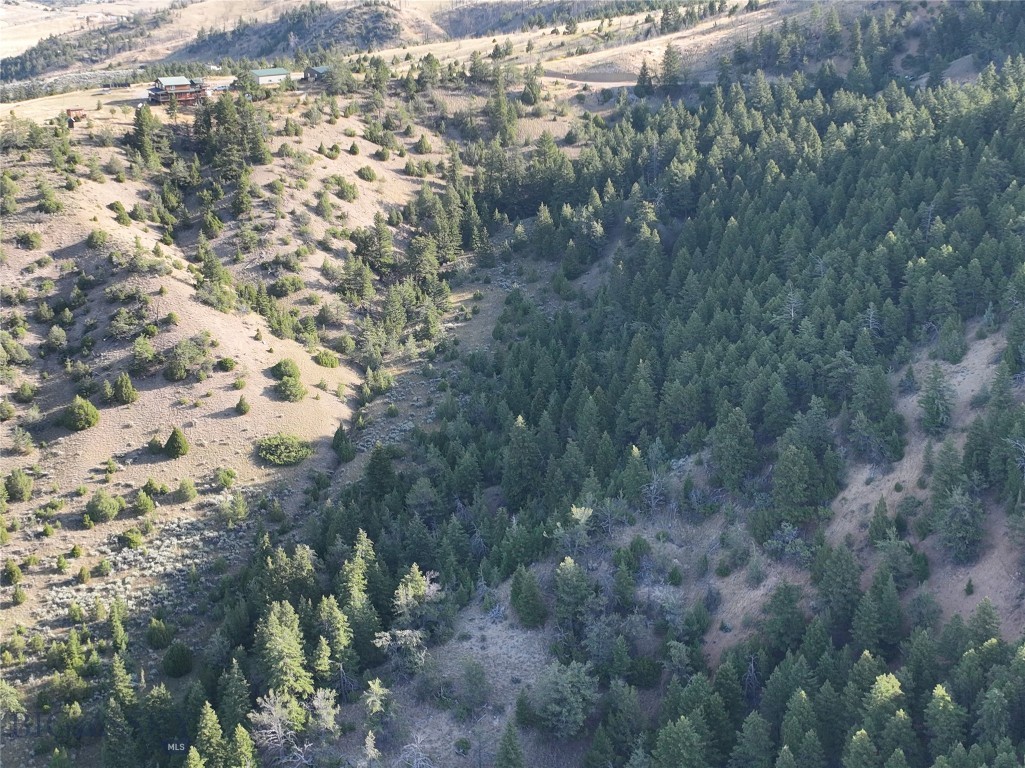 Ponderosa Pines - Land