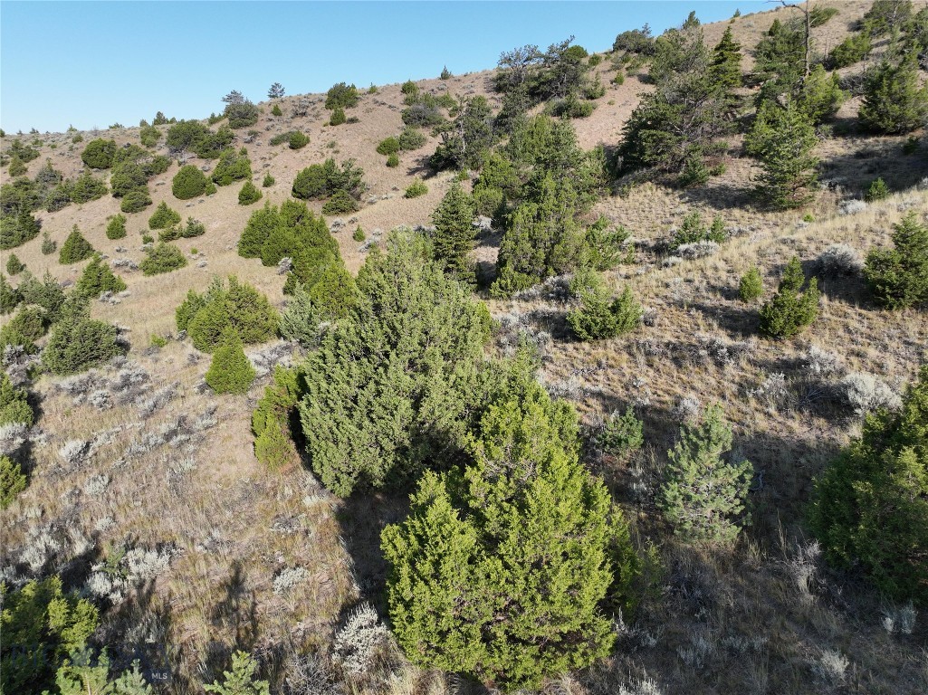 Ponderosa Pines - Land
