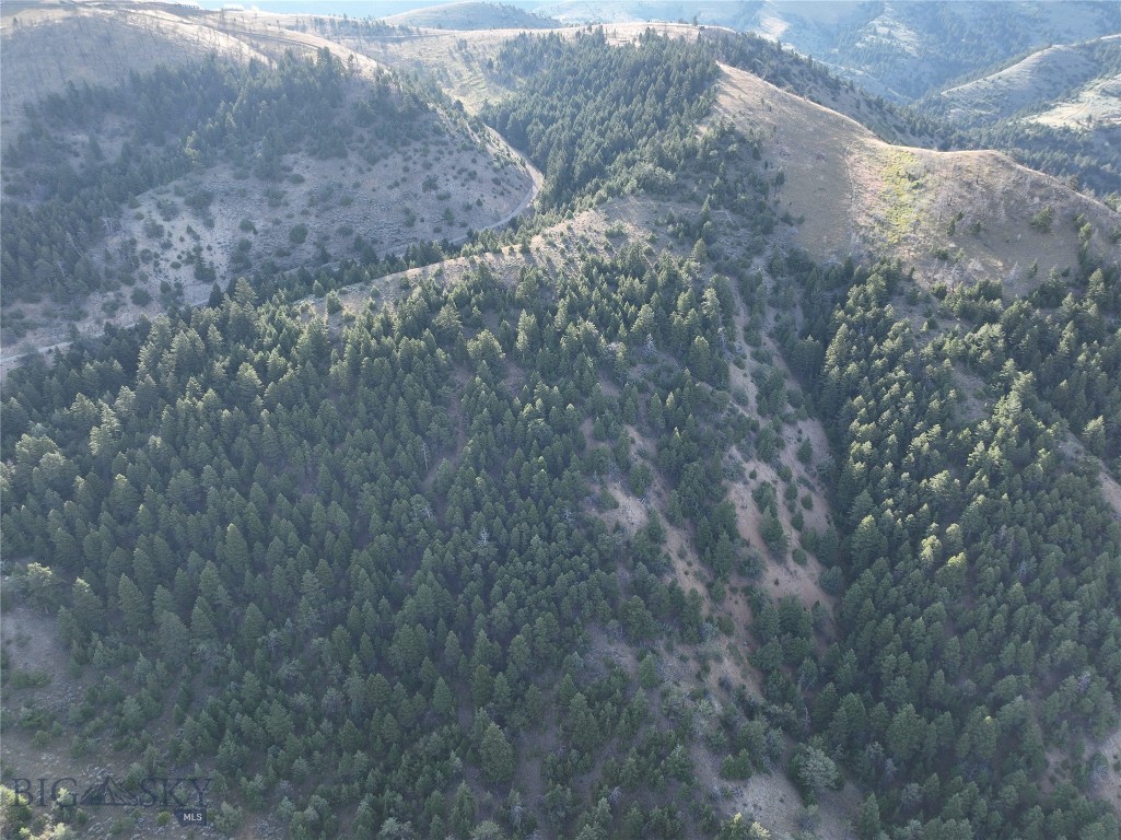 Ponderosa Pines - Land
