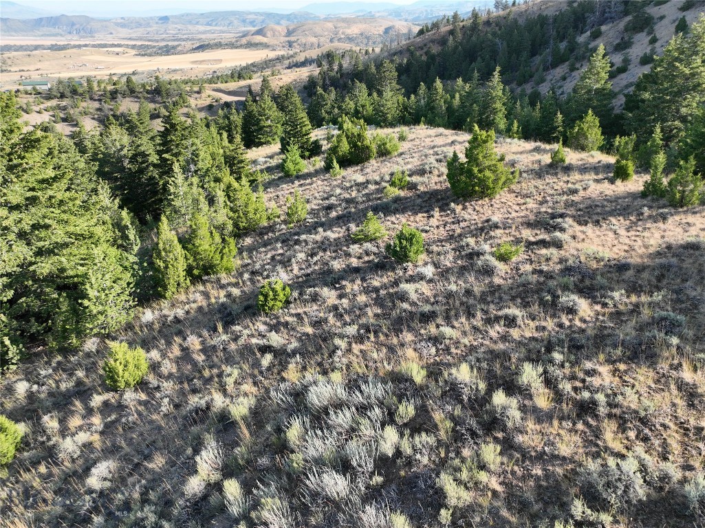 Ponderosa Pines - Land