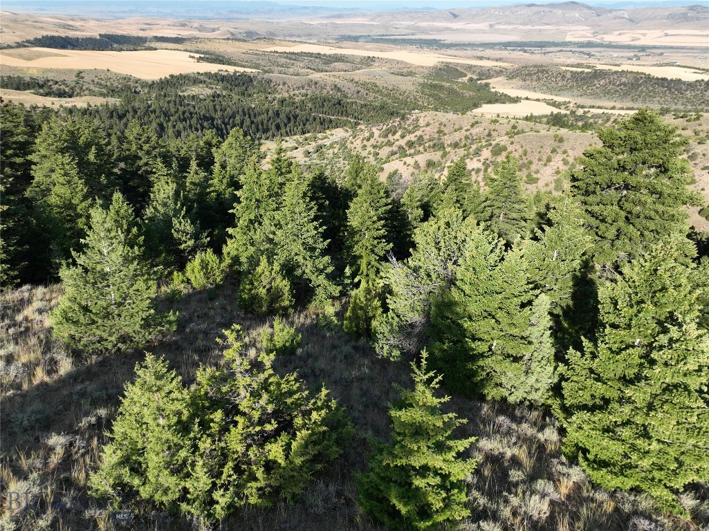 Ponderosa Pines - Land