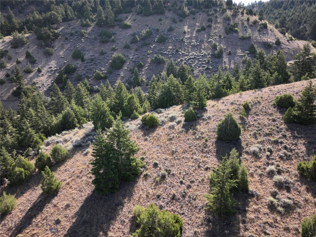 Ponderosa Pines - Land