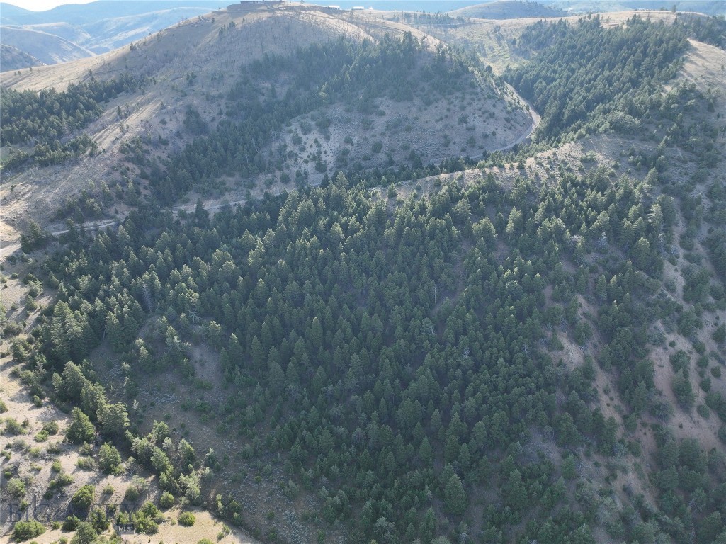 Ponderosa Pines - Land