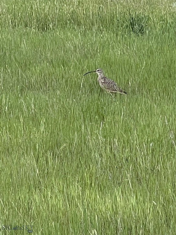 Bear Paw Ponds - Land