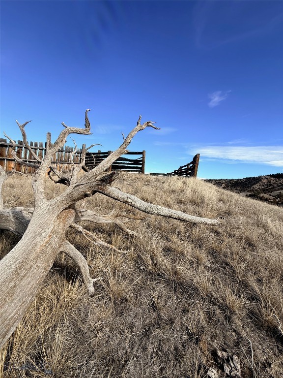 Ponderosa Pines - Land