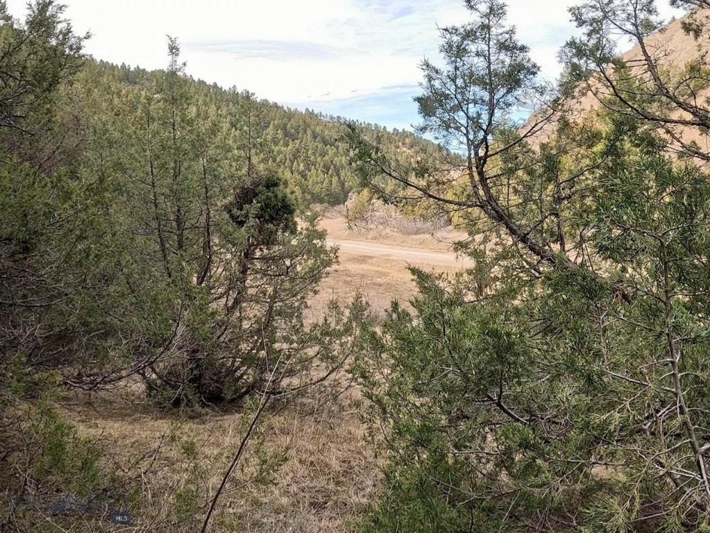 Ponderosa Pines - Land