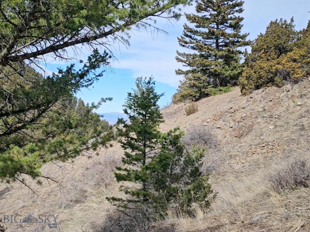 Ponderosa Pines - Land