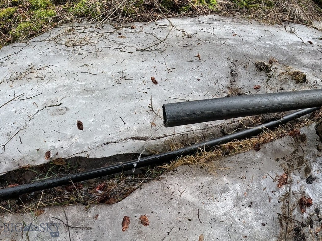 Ponderosa Pines - Land