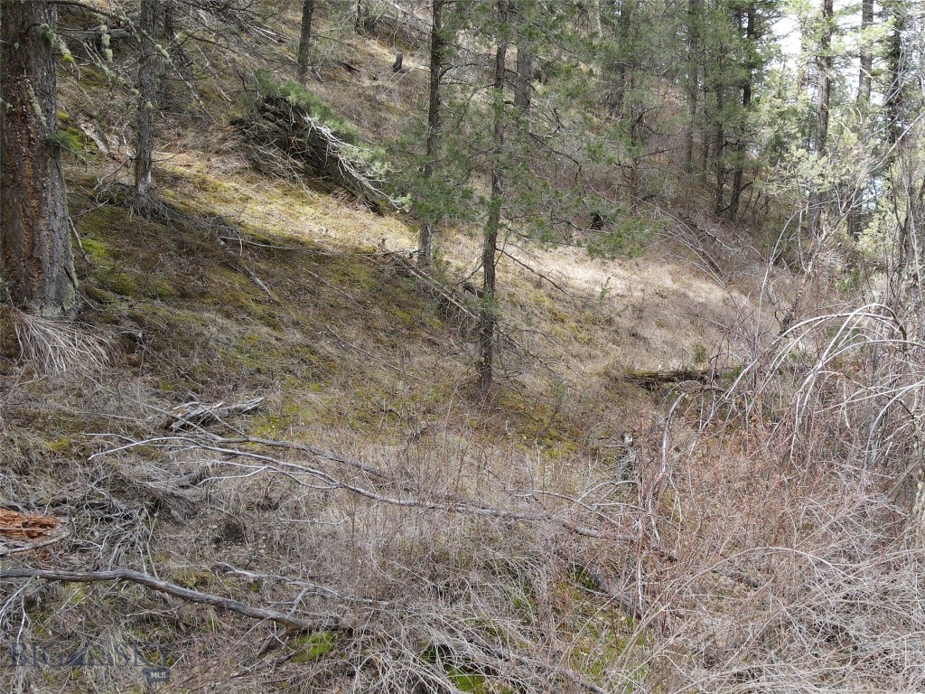 Ponderosa Pines - Land