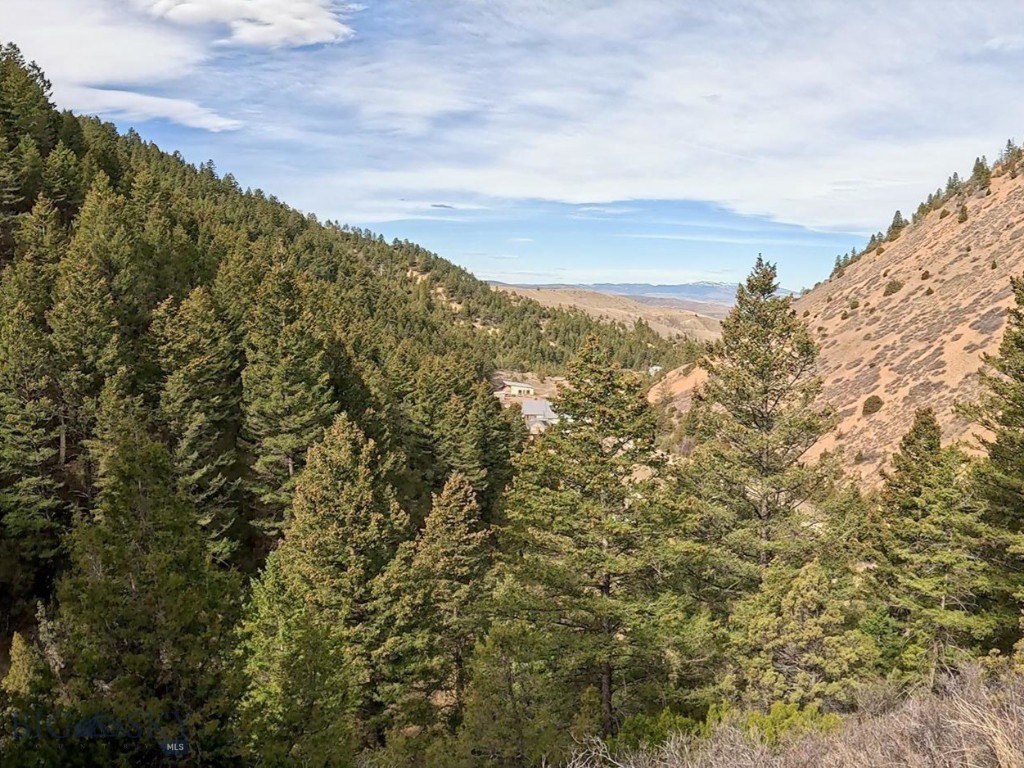 Ponderosa Pines - Land