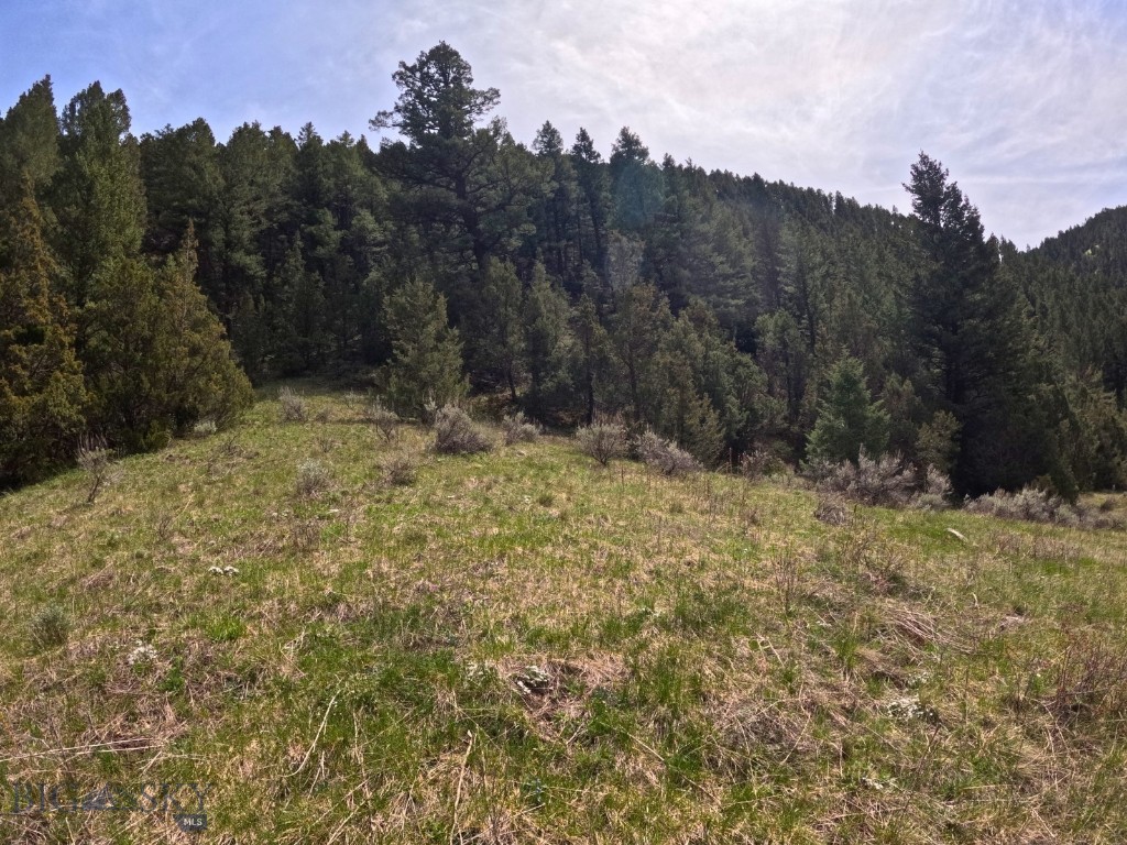 Ponderosa Pines - Land