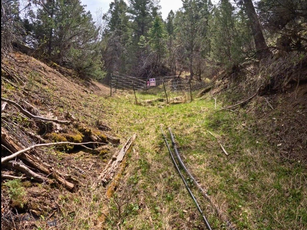 Ponderosa Pines - Land