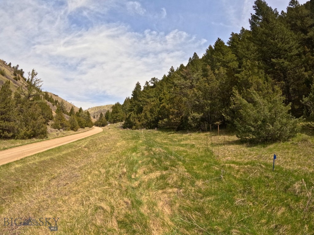 Ponderosa Pines - Land