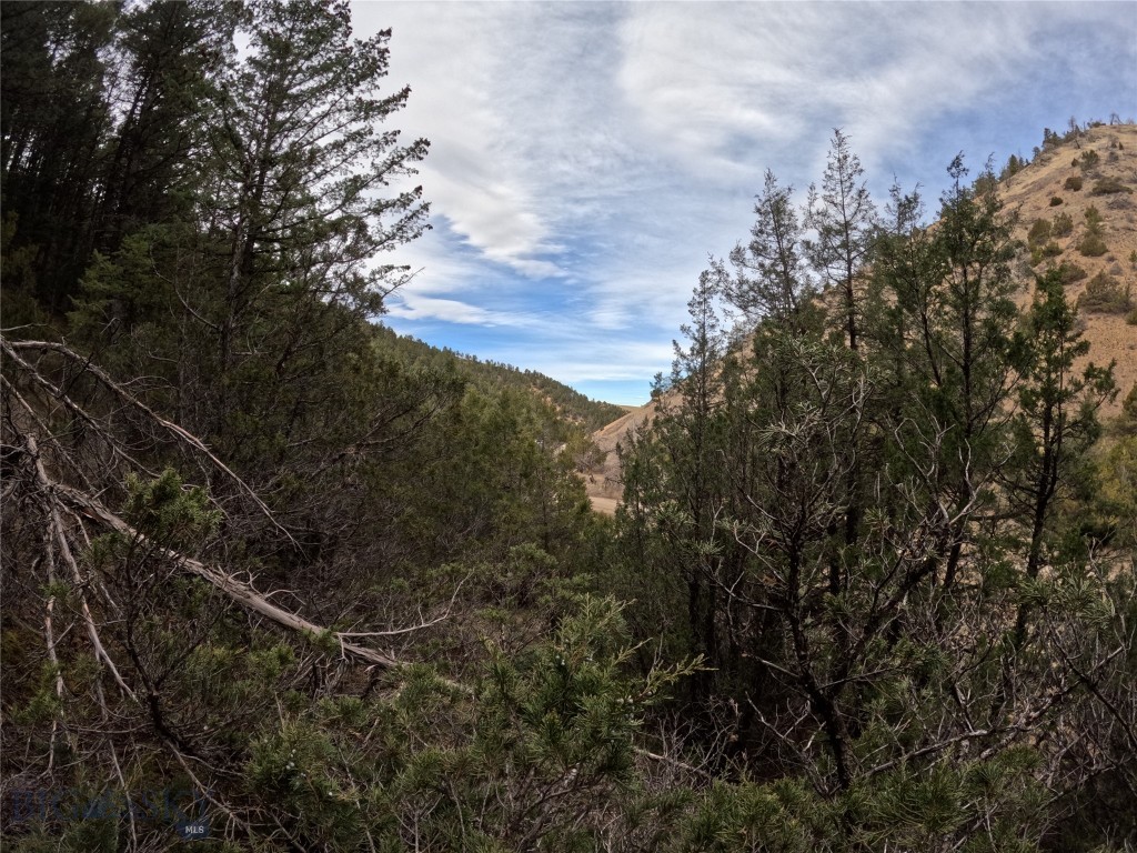Ponderosa Pines - Land