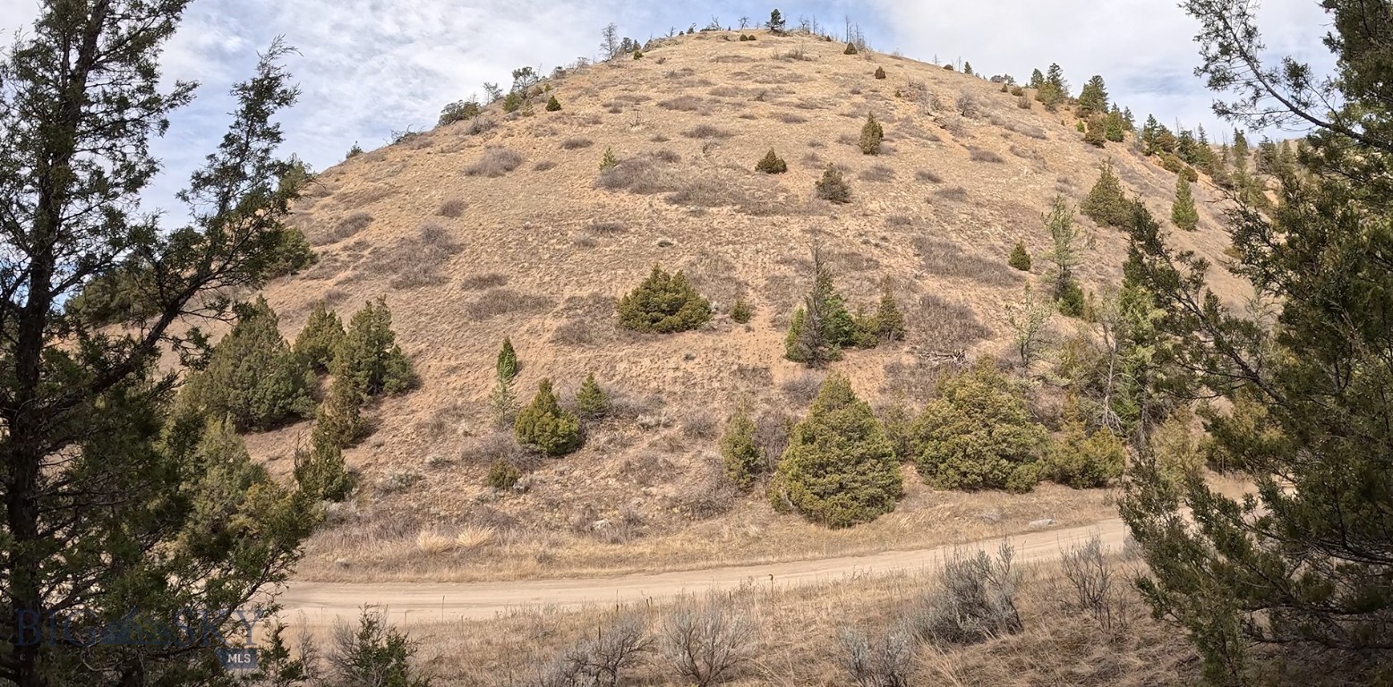 Ponderosa Pines - Land