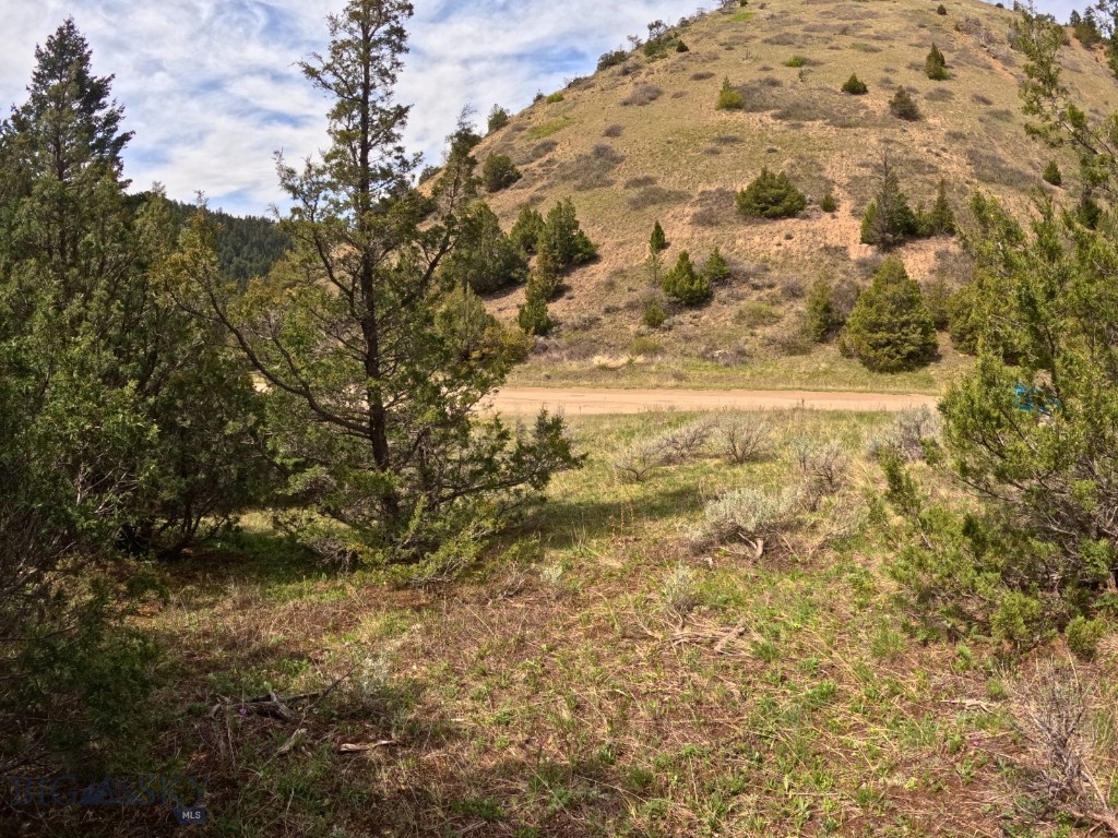 Ponderosa Pines - Land
