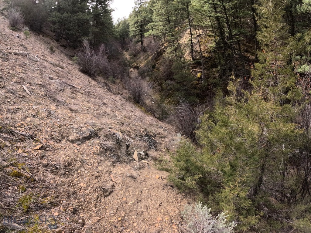 Ponderosa Pines - Land