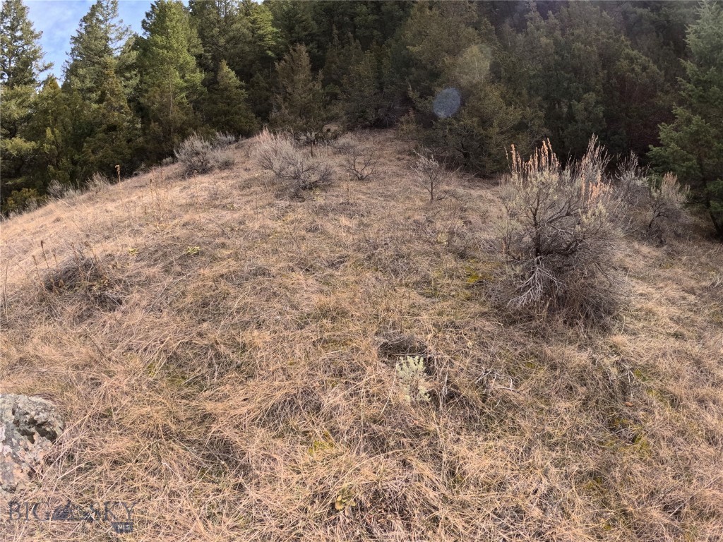 Ponderosa Pines - Land