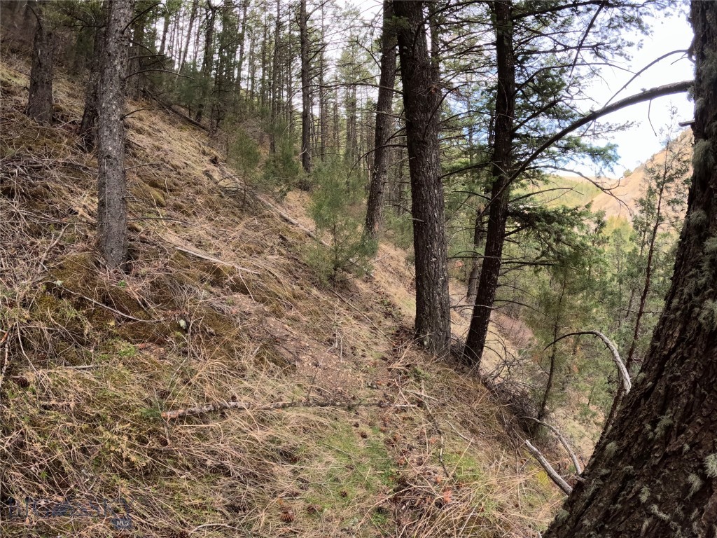 Ponderosa Pines - Land