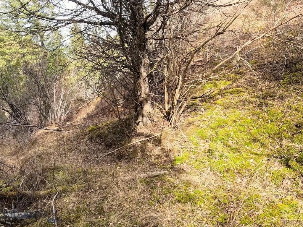 Ponderosa Pines - Land