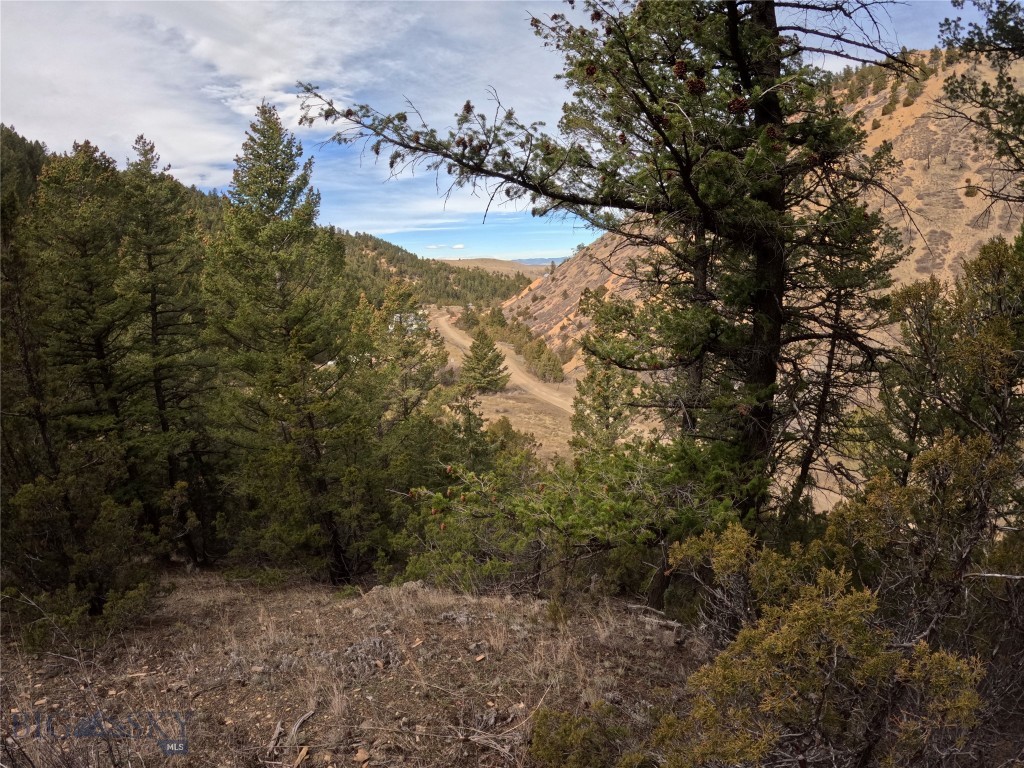 Ponderosa Pines - Land