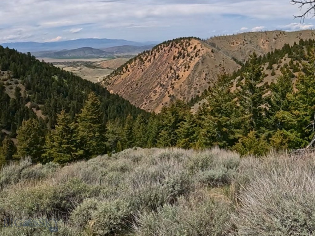 Ponderosa Pines - Land